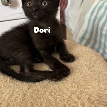 Dory un petit coeur à la recherche de sa famille #2