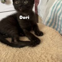 Dory un petit coeur à la recherche de sa famille #2