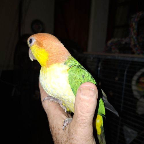 Caique eam #1