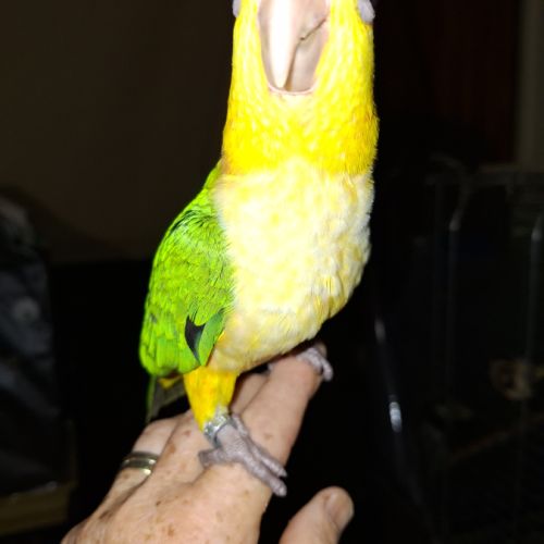 Caique eam #4