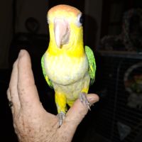Caique eam #2