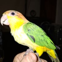 Caique eam #0
