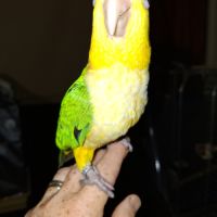 Caique eam #4