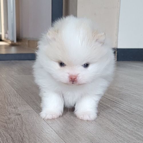 Chiots  spitz nain à réserver