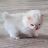 Chiots  spitz nain à réserver #2