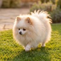 Chiots  spitz nain à réserver #4