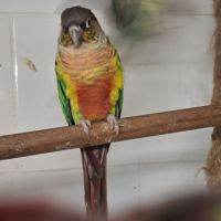 Cède pyrrhura molinae #3