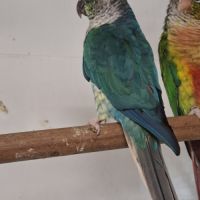 Cède pyrrhura molinae #4