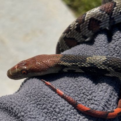 Orthriophis moellendorffi #1