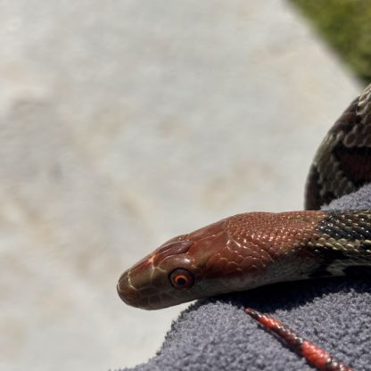 Orthriophis moellendorffi