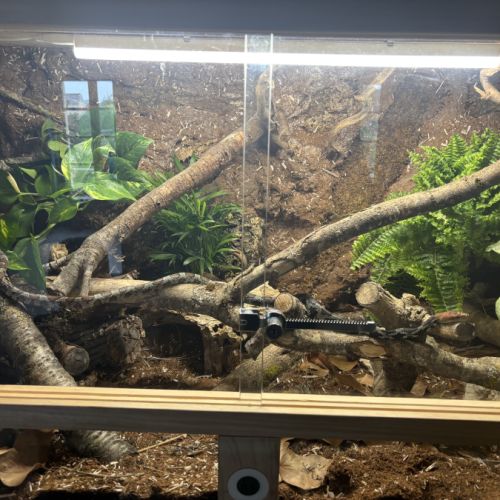 Orthriophis moellendorffi avec terrarium