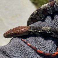 Orthriophis moellendorffi #1