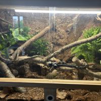 Orthriophis moellendorffi avec terrarium