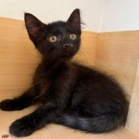 Bueno un chaton à la recherche de sa famille