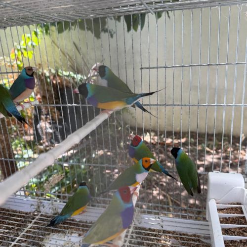 Diamant de gould #2