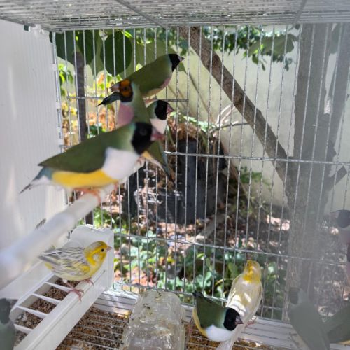 Diamant de gould #3