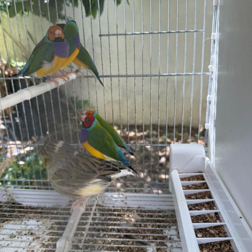 Diamant de gould #4