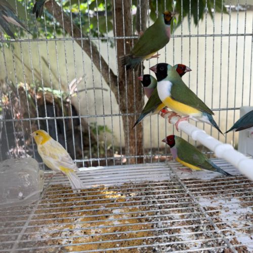 Diamant de gould #5