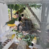 Diamant de gould #3