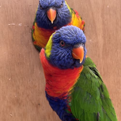 Deux jeunes loriquets de swainson