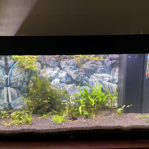 Aquarium complet avec poisson #2