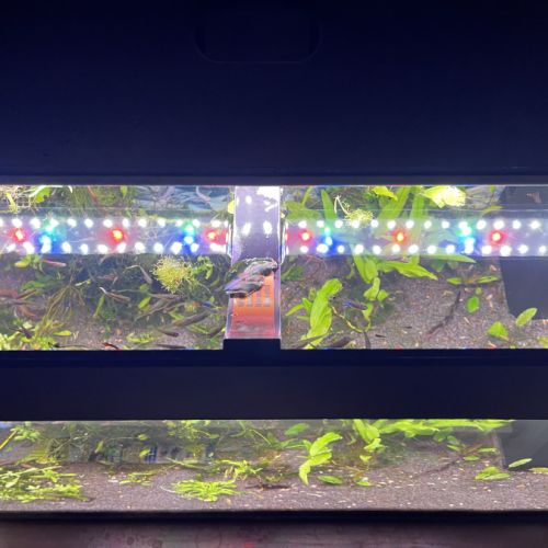 Aquarium complet avec poisson #3
