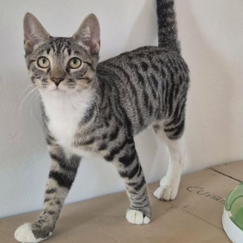 Bandit recherche sa famille pour la vie #3