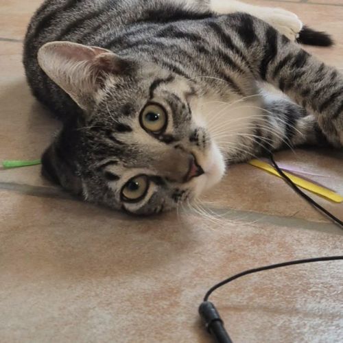 Bandit recherche sa famille pour la vie #4