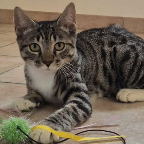 Bandit recherche sa famille pour la vie #0