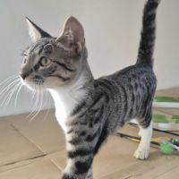 Bandit recherche sa famille pour la vie #1