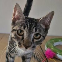 Bandit recherche sa famille pour la vie #2