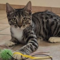 Bandit recherche sa famille pour la vie