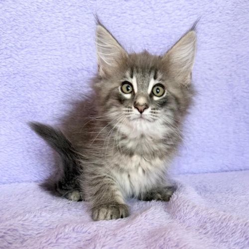Magnifique chatons norvegiens loof #0