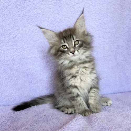 Magnifique chatons norvegiens loof #2