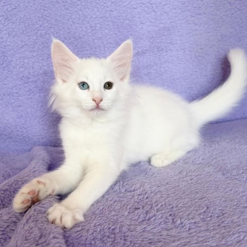 Magnifique chatons norvegiens loof #3