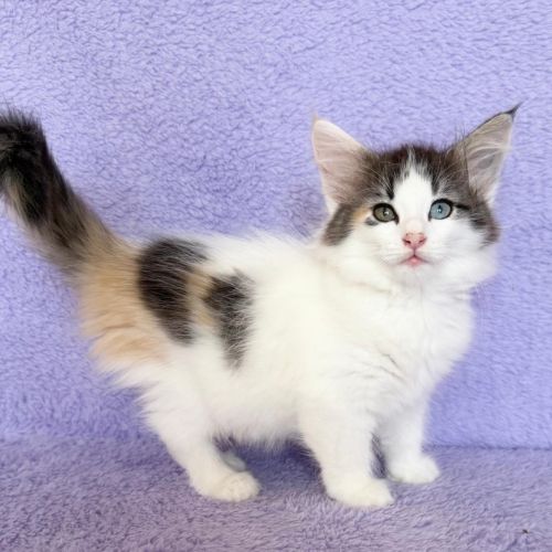 Magnifique chatons norvegiens loof #4