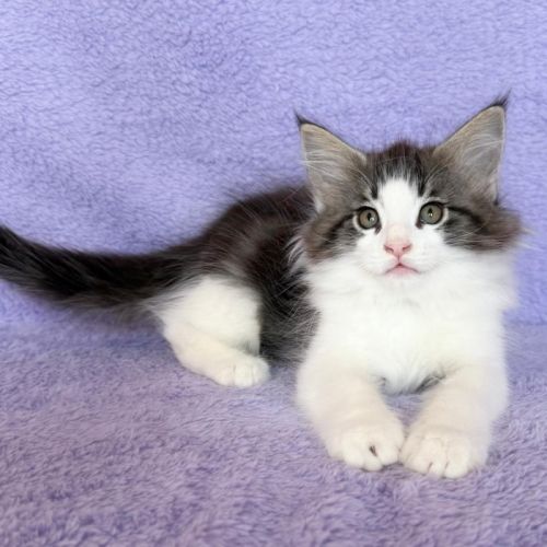 Magnifique chatons norvegiens loof #5