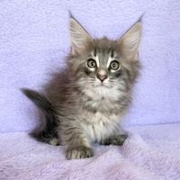 Magnifique chatons norvegiens loof