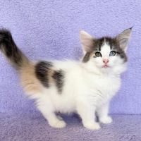 Magnifique chatons norvegiens loof #4