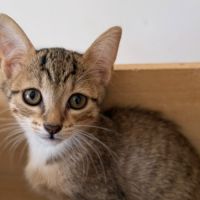 Gaufrette cherche sa famille pour la vie