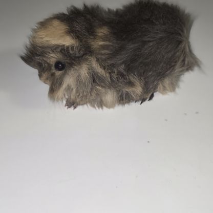Vend bebe cochon d'inde peruvien