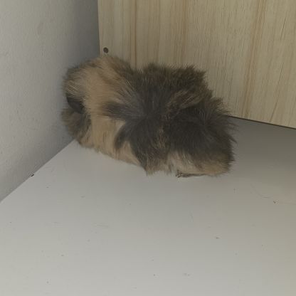 Vend bebe cochon d'inde peruvien #1