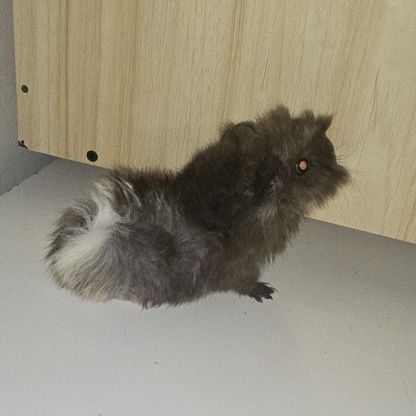 Vend bebe cochon d'inde peruvien #4