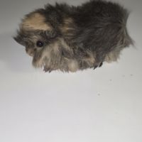 Vend bebe cochon d'inde peruvien