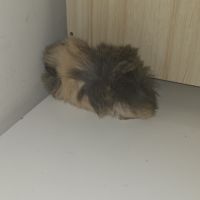 Vend bebe cochon d'inde peruvien #1