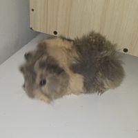 Vend bebe cochon d'inde peruvien #2