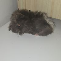 Vend bebe cochon d'inde peruvien #0