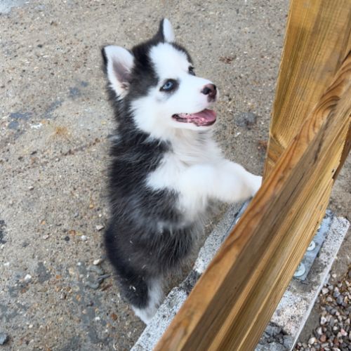 Pomsky chiot