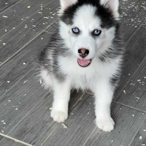 Pomsky chiot #3