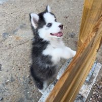 Pomsky chiot #0